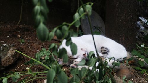 Close-up of cat sleeping by plants