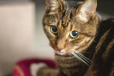 Close-up portrait of a cat