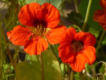 Close-up of red flowering plant