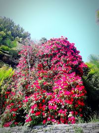 Flowers growing on tree against clear sky