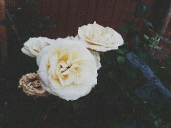 Close-up of white flowers