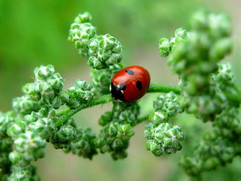 Close-up of ladybug on plant