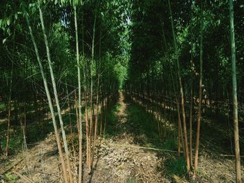 View of bamboo trees in forest