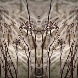 Full frame shot of plants