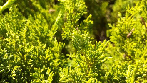 Close-up of green leaves