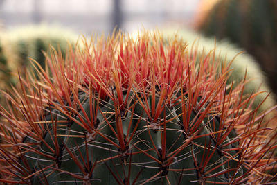 Close-up of cactus plant against sky