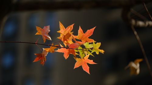 Close-up of maple leaves on plant