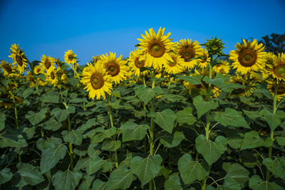 Close-up of yellow flowering plants on field against sky