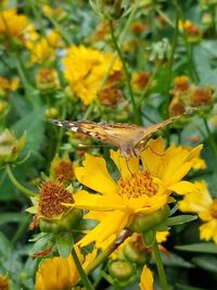 Close-up of butterfly pollinating on yellow flower