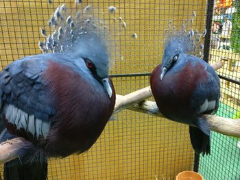 Close-up of pigeons in cage