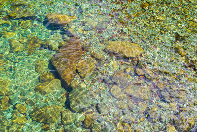 Full frame shot of jellyfish swimming in pool