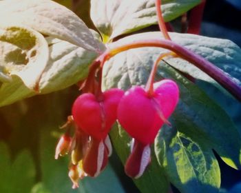 Close-up of pink flowers