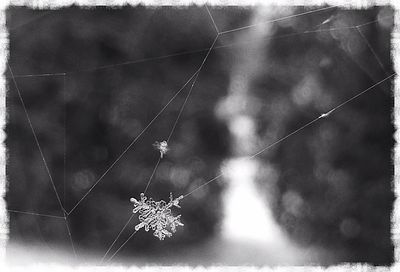 Close-up of spider web