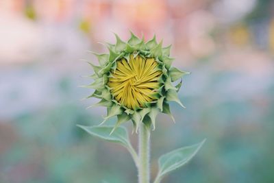 Close-up of flower against blurred background