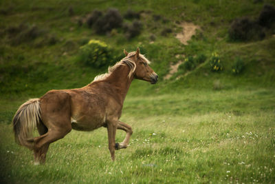 Side view of horse running on field