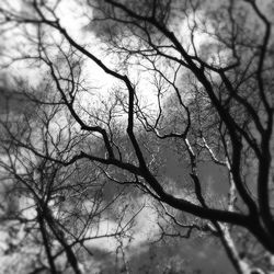 Low angle view of bare trees against sky