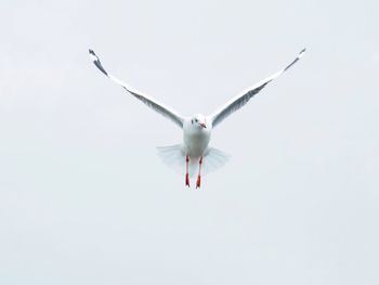 Low angle view of seagull flying