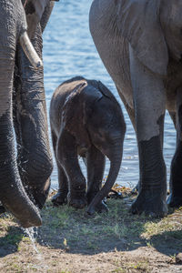 Elephant family at waterhole in forest