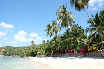 Palm trees on beach against sky