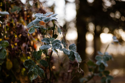 Close-up of insect on plant