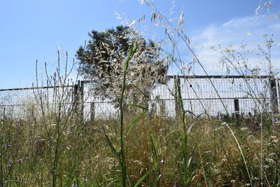 Trees on field against sky