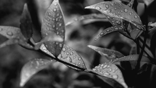 Close-up of wet plant leaves