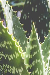 Close-up of succulent plant leaves