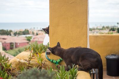 Cats sitting on retaining wall at building terrace