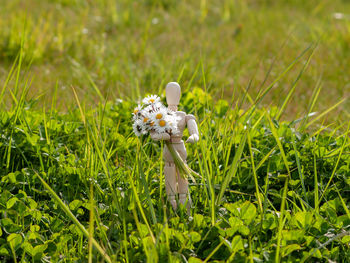 White flowers on grass in field