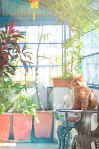 Cat sitting on window sill