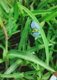 Close-up of insect on leaf