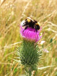 Close-up of bee pollinating on thistle