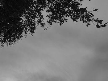 Low angle view of silhouette tree against sky