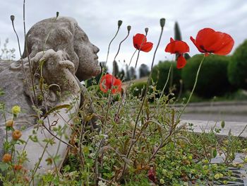 Close-up of red poppy flowers on field