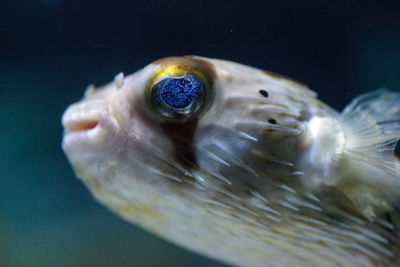 Close-up of fish swimming in aquarium