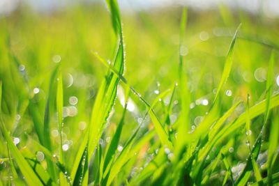 Close-up of wet grass on field