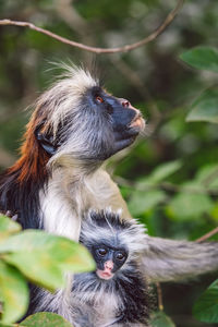 Close-up of monkey