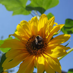 Close-up of bee on yellow flower