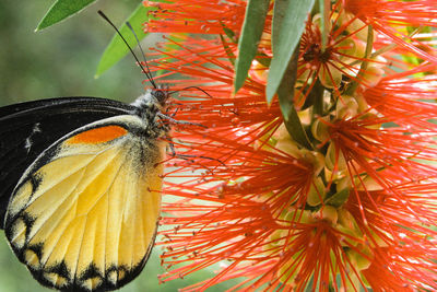 Close-up of butterfly pollinating on flower