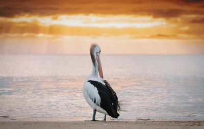 Pelican at beach against orange sky