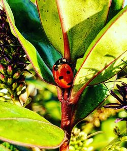 Close-up of ladybug on plant