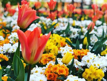 Close-up of  flowers and tulip