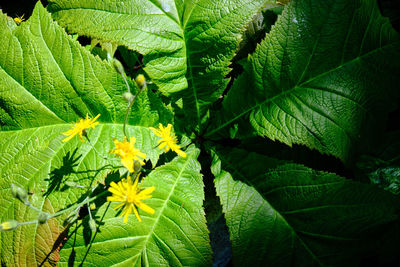 Close-up of fresh green leaves on plant