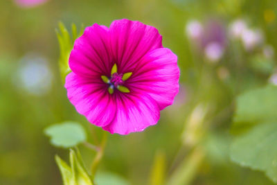 Close-up of pink flower blooming outdoors