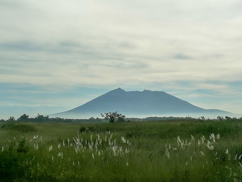 Scenic view of field against sky