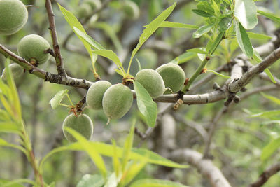 Close-up of berries on plant