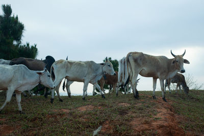 Horses standing in a field