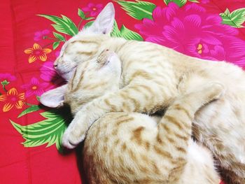 Close-up of cat lying on blanket