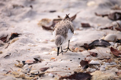 Western sandpiper shorebirds calidris mauri forage along the ocean shore for food at barefoot beach 