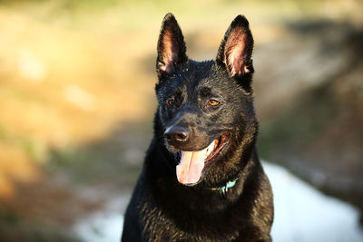 Close-up of a dog looking away